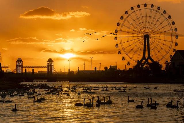 乘高铁看天鹅，还有限时景区优惠！