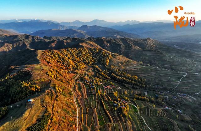 【小陇画报·428期】秋日康乐 每一步都走在金色油画里