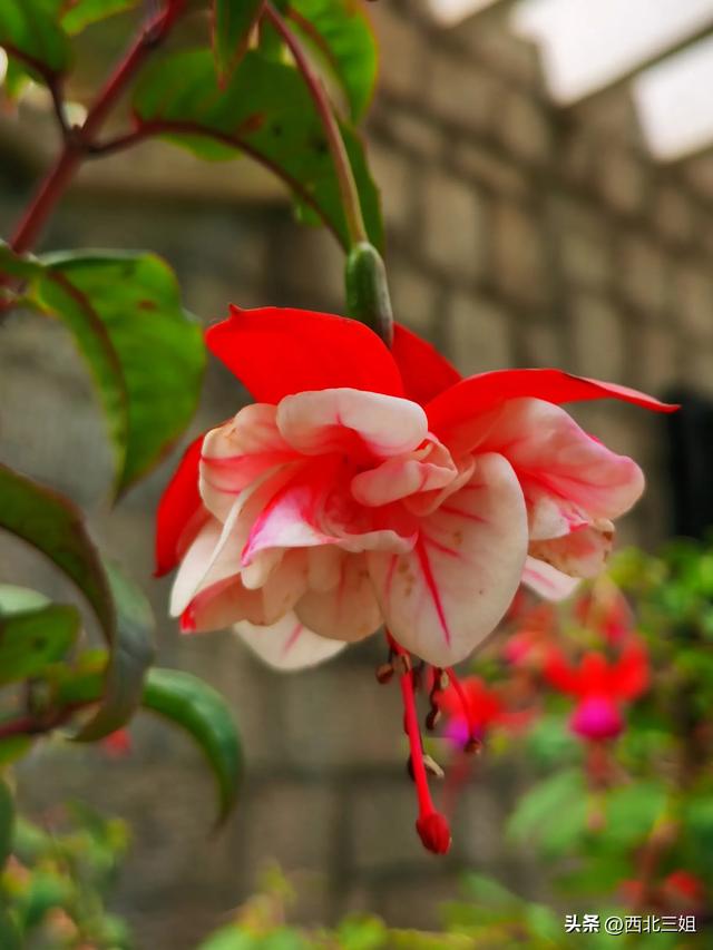 西宁植物园，花开时节恰逢秋