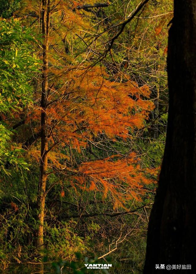 发现深圳“阿勒泰”这些机位的人，真是天才！