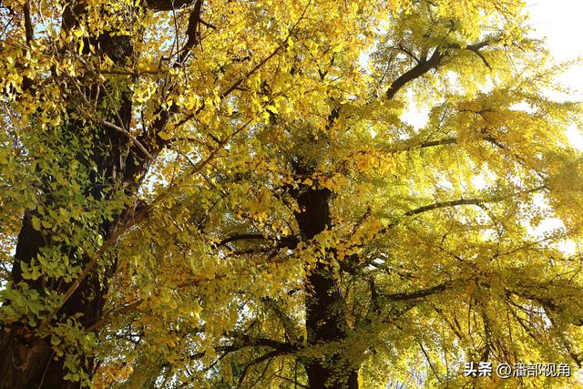 无锡荡口圆通村原圆通寺的旧址上，二棵古银杏今年甚美
