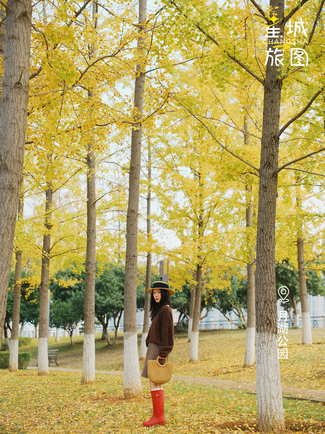 星城鎏金，银杏逐光