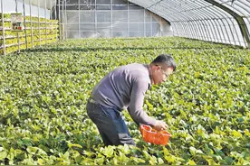 新春走基层 | 从“菜园子”直通“菜篮子”图片