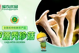 鲜嫩爽脆 菇中极品 罗源秀珍菇 | 福建省【全国名特优新农产品】图片
