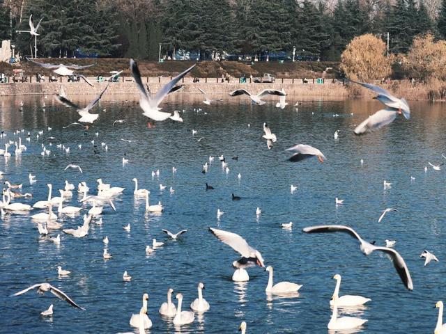 天鹅湖冬日最灵动的乐章：天鹅悠然游弋，红嘴鸥凌空飞舞