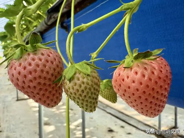 别再问昆明哪里能摘草莓了!收下这份采摘地图,直接抄作业→