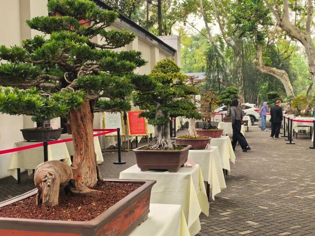 来汉口 逛江汉 | 已开幕，持续一个月！金秋菊展赏玩攻略来了