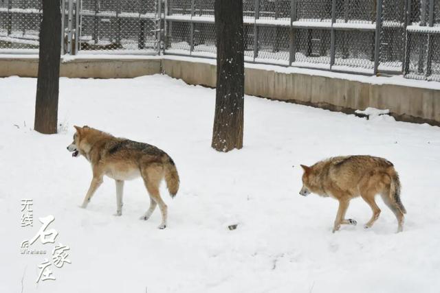 收好这份石家庄“雪景打卡地图”！走起→