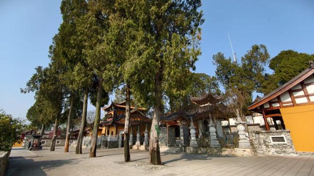 限时“梅”景！郫都这座千年古寺，藏着冬日最治愈的禅意与浪漫