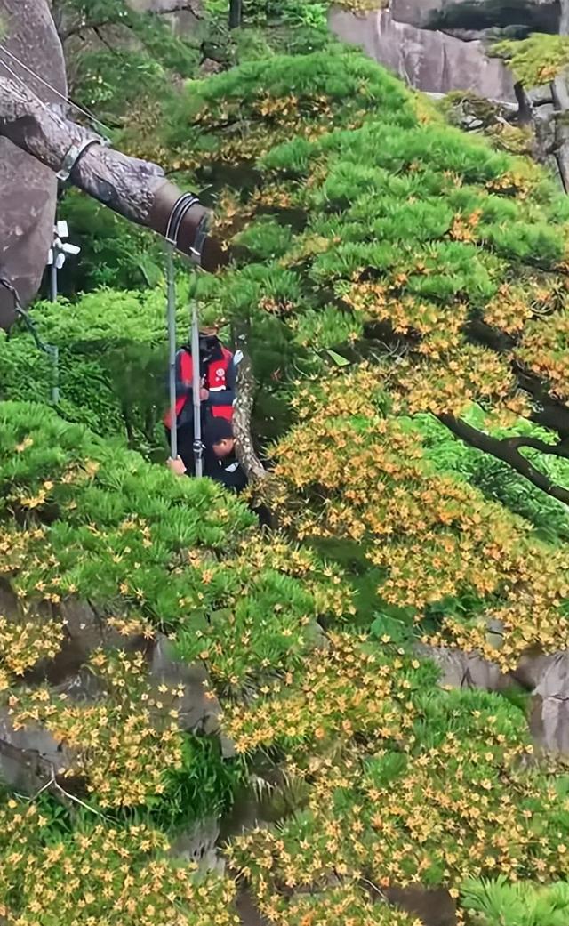 奇观！安徽黄山千年迎客松开花了，网友：第一次见！