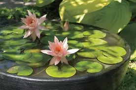 为什么讲究的人都会在院子里放一个水缸 有什么说法吗图片