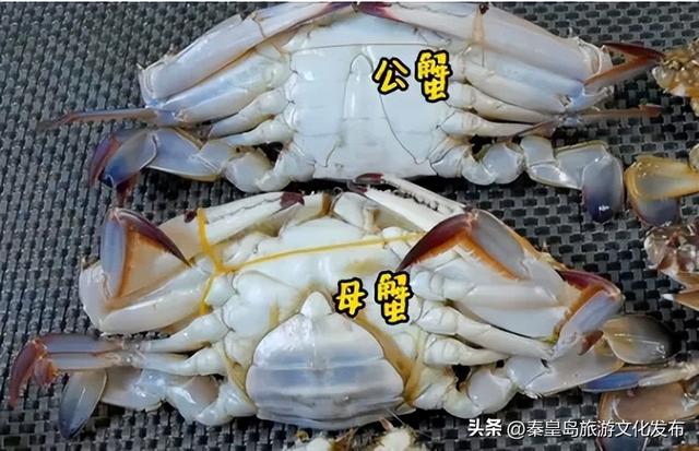 销魂！来秦皇岛，鲜香味美的秋日“第一鲜”千万别错过~🤤
