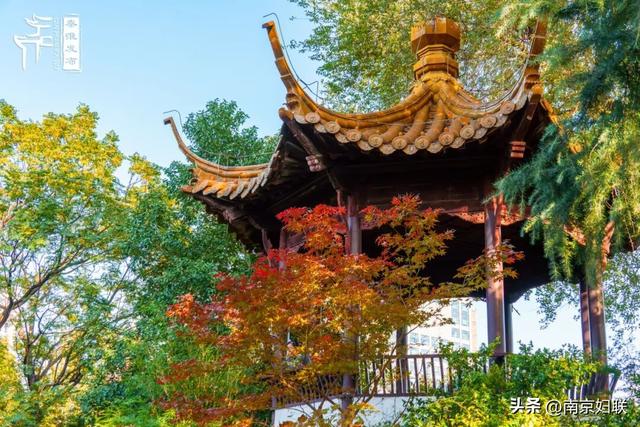 人在南京，红叶正盛，等你来～