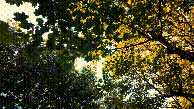 走不出这画了，我已被西海岸的秋景迷倒 🥹