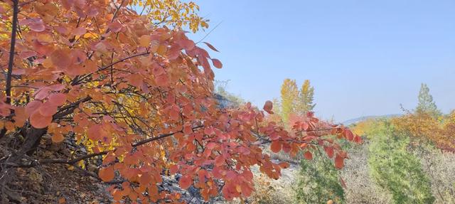 红啦！薛城金秋醉美红叶观赏地在凤凰绿道，漫山红叶美如画！