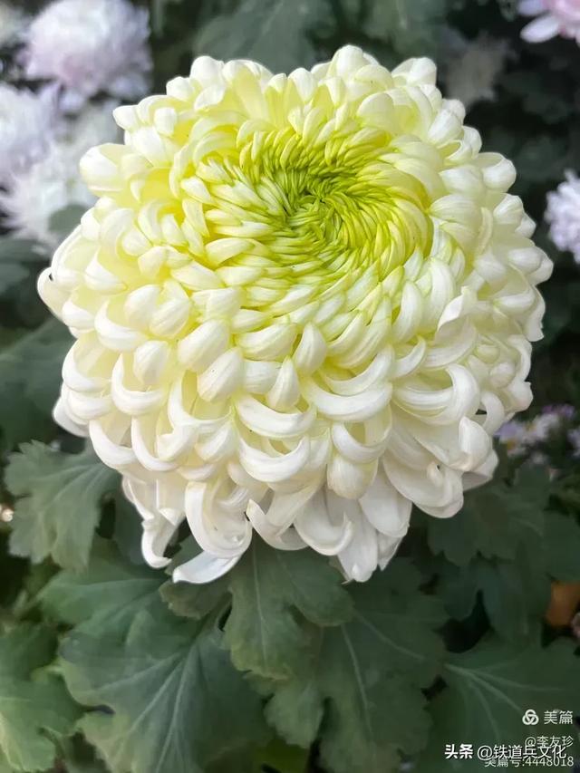 李友珍||岁月倏然·菊韵飘香——紫竹院公园的菊展