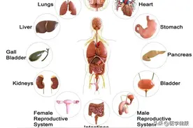 人体八大系统构成图片