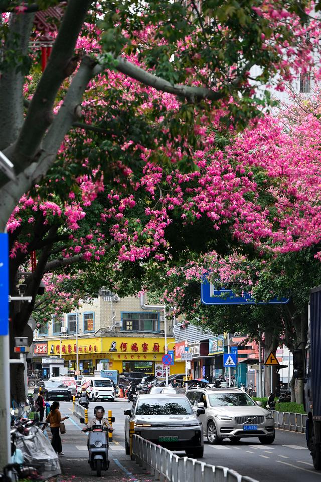 深活指南｜免费！深圳这些赏花点美成漫画，不允许有人不知道！