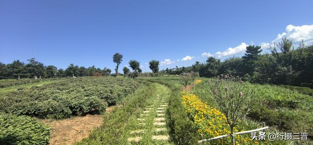 甘山晟境景区魅力花海迎金秋