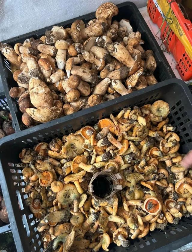 比六盘水冷！比贵阳香！新挖18℃小县城，草海湖泊美若仙境！碳水王国20元吃火锅！