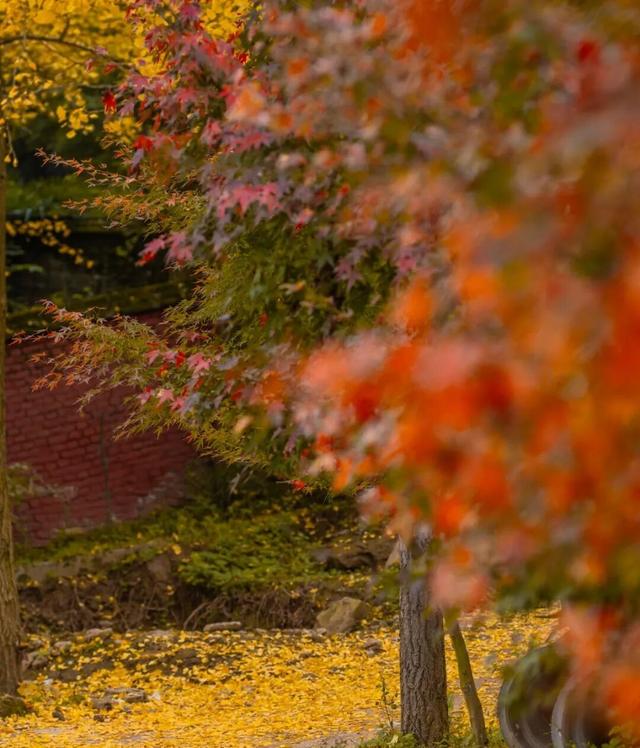 彭州这条“世界级”徒步线，走起！
