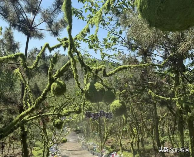 “邹”么绿，“邹”么灵，周末还得来邹城！解锁邹城自然新玩法