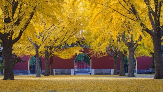 漱玉泉边	，词香千年