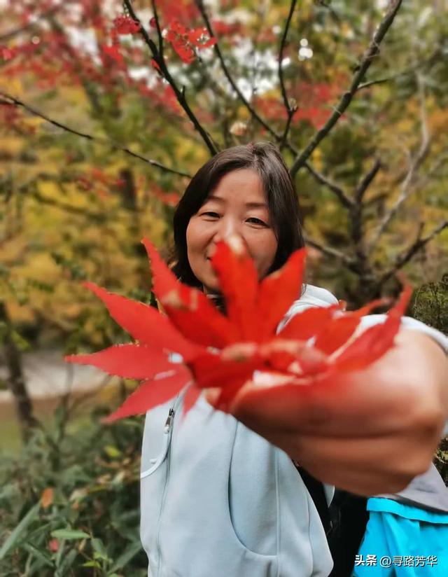 随米仓山的红叶飞舞山林之间