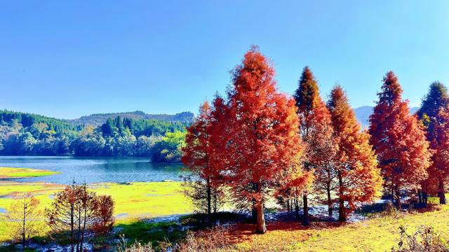 昆明三家村水库｜抓住水杉最后一抹红