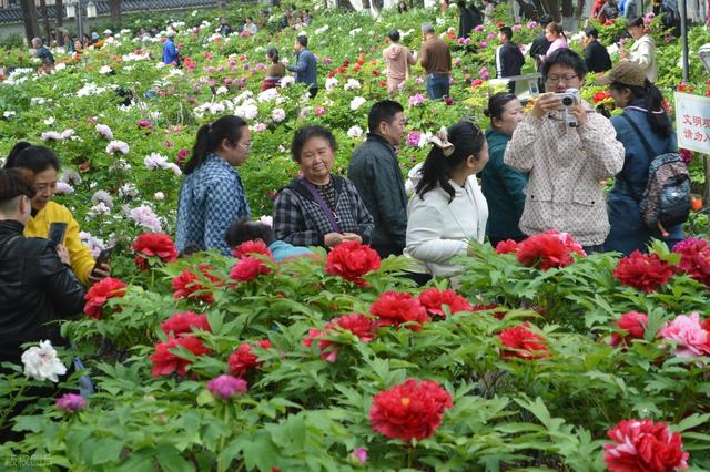 牡丹花海醉游人
