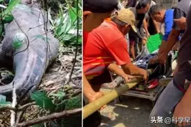 印尼妇女被5米蟒蛇吞食，剖开蟒腹发现遗骸，为何印尼频现巨蟒？图片