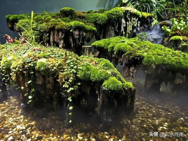 一个五A级植物园，到底藏着哪些值得看的地方，这是最实在的攻略