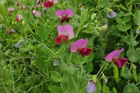 药食两用的细柱五加又叫“五加皮”，她的嫩芽也是清香鲜的野菜图片