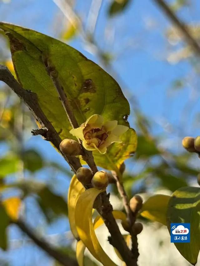 开了！开了！不少湖北人意外：今年这么早！