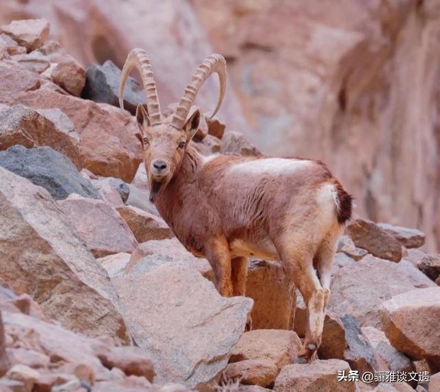 旅行者的终极“地理情书”，大西北八个世界遗产，史诗般绝美画卷