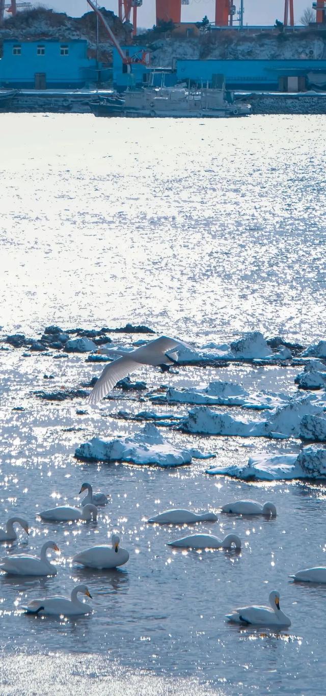 等了一年！烟威最浪漫的时刻，终于来了！