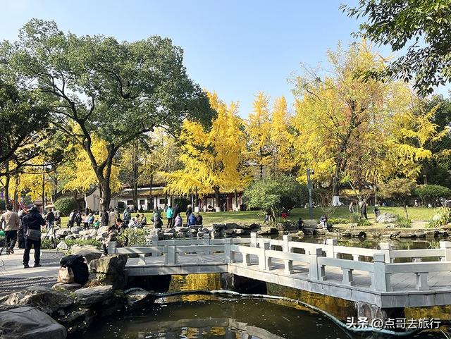 成都市中心最美银杏观赏地，这6处你去过吗？都不要门票！