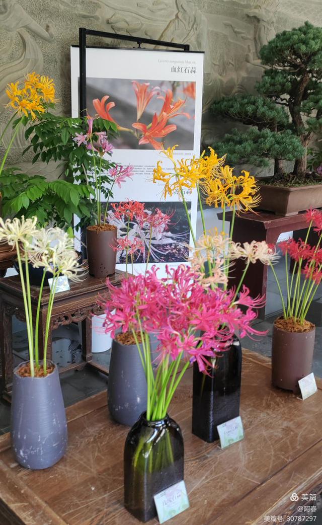 游西湖：杭州植物园之石蒜花展