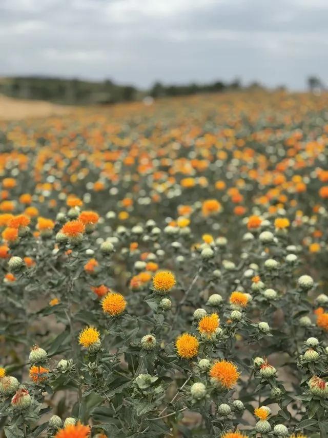 新疆草原去哪儿好,一个被严重低估的5A级秘境,江布拉克旅游攻略