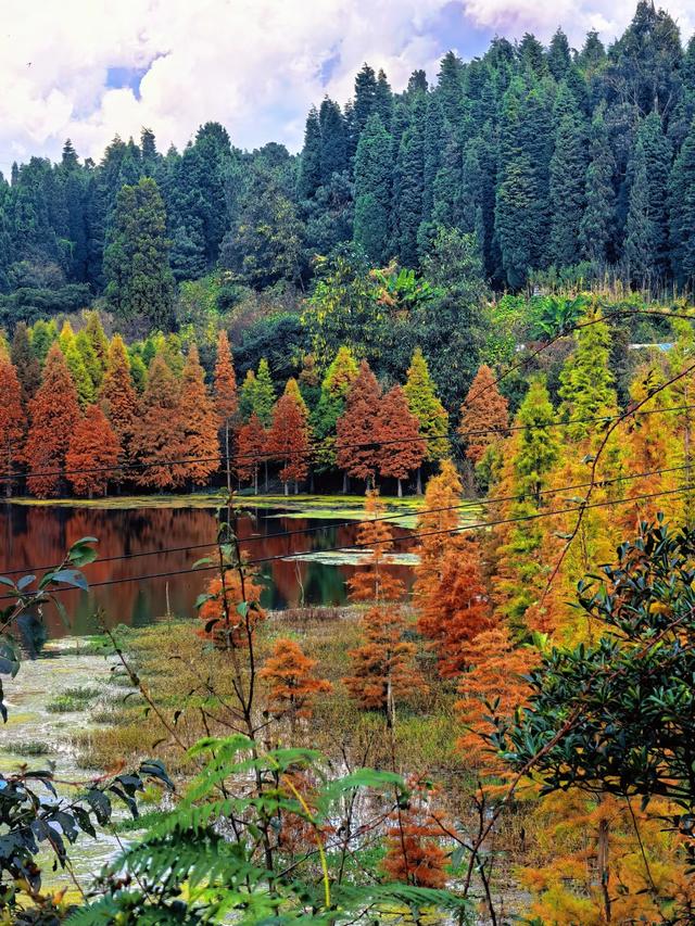 不用去远方，三家村水库水杉红了，一半湖水一半红林太出片了