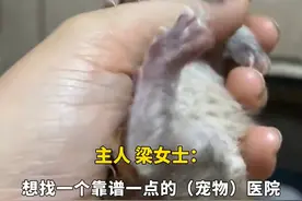 罕见！女子家养猫生出双头猫图片