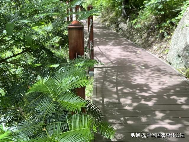 秋意漫染黑河，清风轻吟，邂逅一场如诗的秋日美景