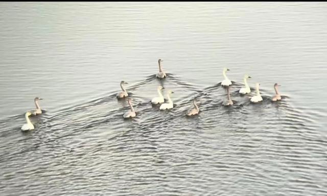 和林格尔之绿色交响曲：生态赋能绘新卷 奋楫扬帆启新程