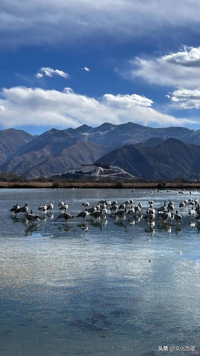 结冰后，美成油画！你见过这样的拉萨吗？