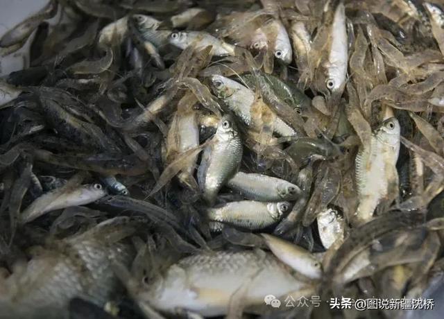 【塔里木河的记忆】康拉克湖，沙在湖中、湖在沙中