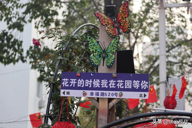 小区里的“菊展”，家门口的美景