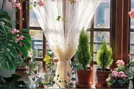 湖南发现一户人家养花，做法太高明了，拍给大家瞧瞧，你确定不学图片