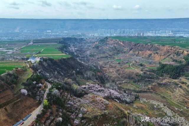 不是林芝，在西安！雪山下的村落被花海包围，美到失语