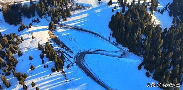 喀拉峻草原雪景美如画，松林深处鸟儿飞舞，这份美好瞬间治愈了我
