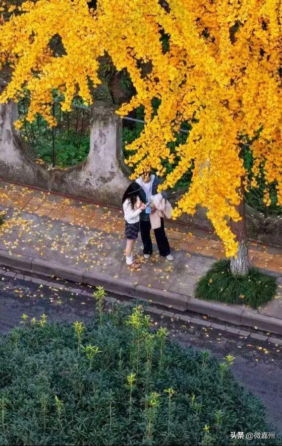 这条路颜值已达巅峰